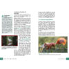 Fujifilm X-T30 III Buch Innenansicht 03 (100750)